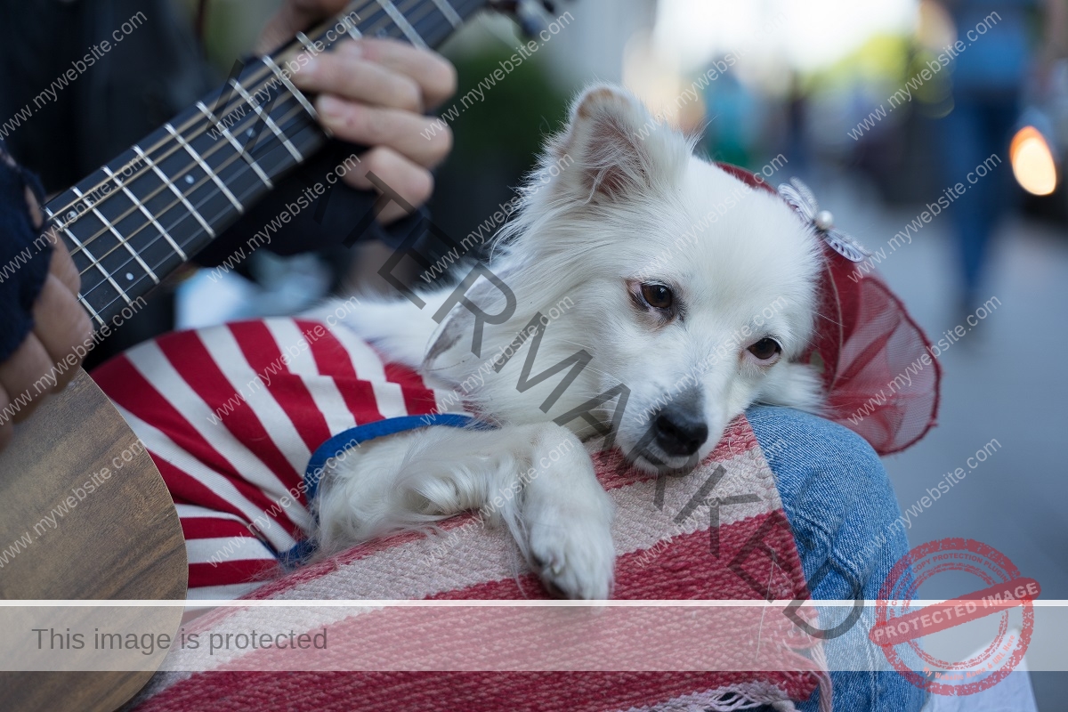 🔵 The Impact of Music on Canine Behavior: Relaxing dog music