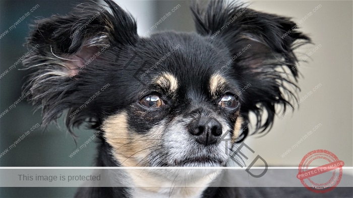 Long haired Chihuahua