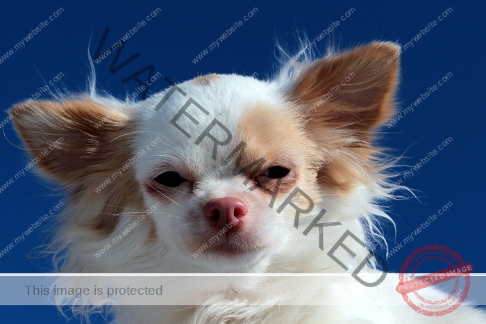 🔵 Long haired Chihuahua | chihuahua cheese