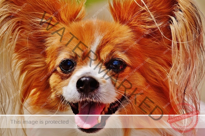 Long haired Chihuahua