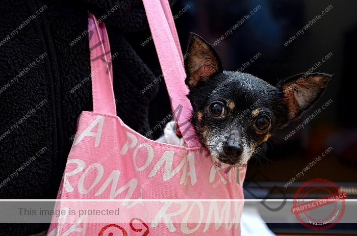 Long haired Chihuahua