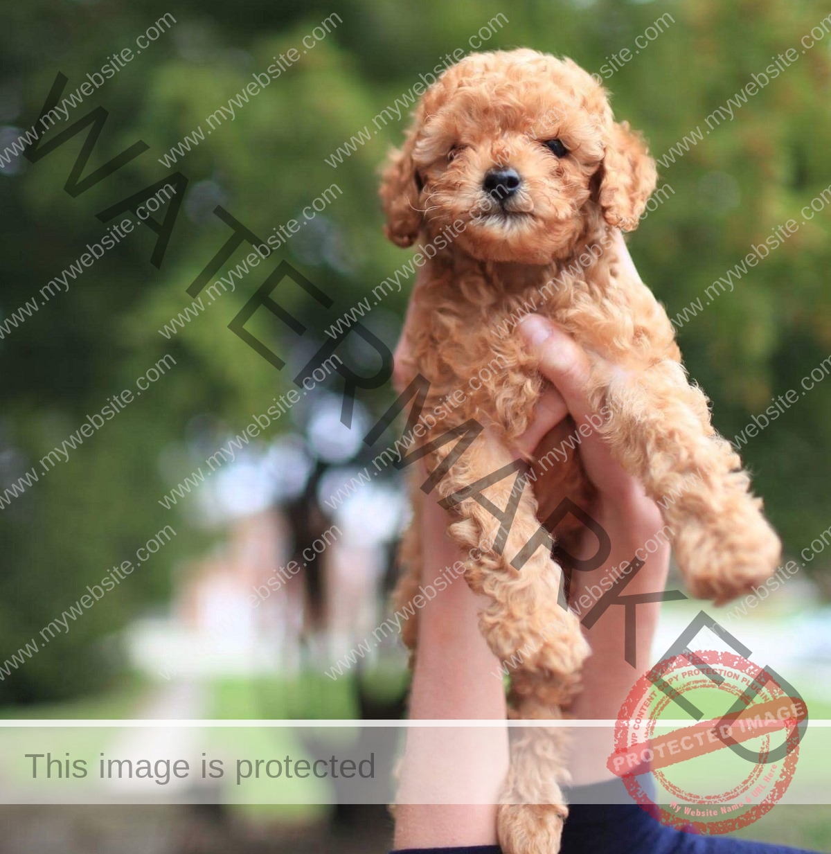 Toy Poodle - Miniature poodle 