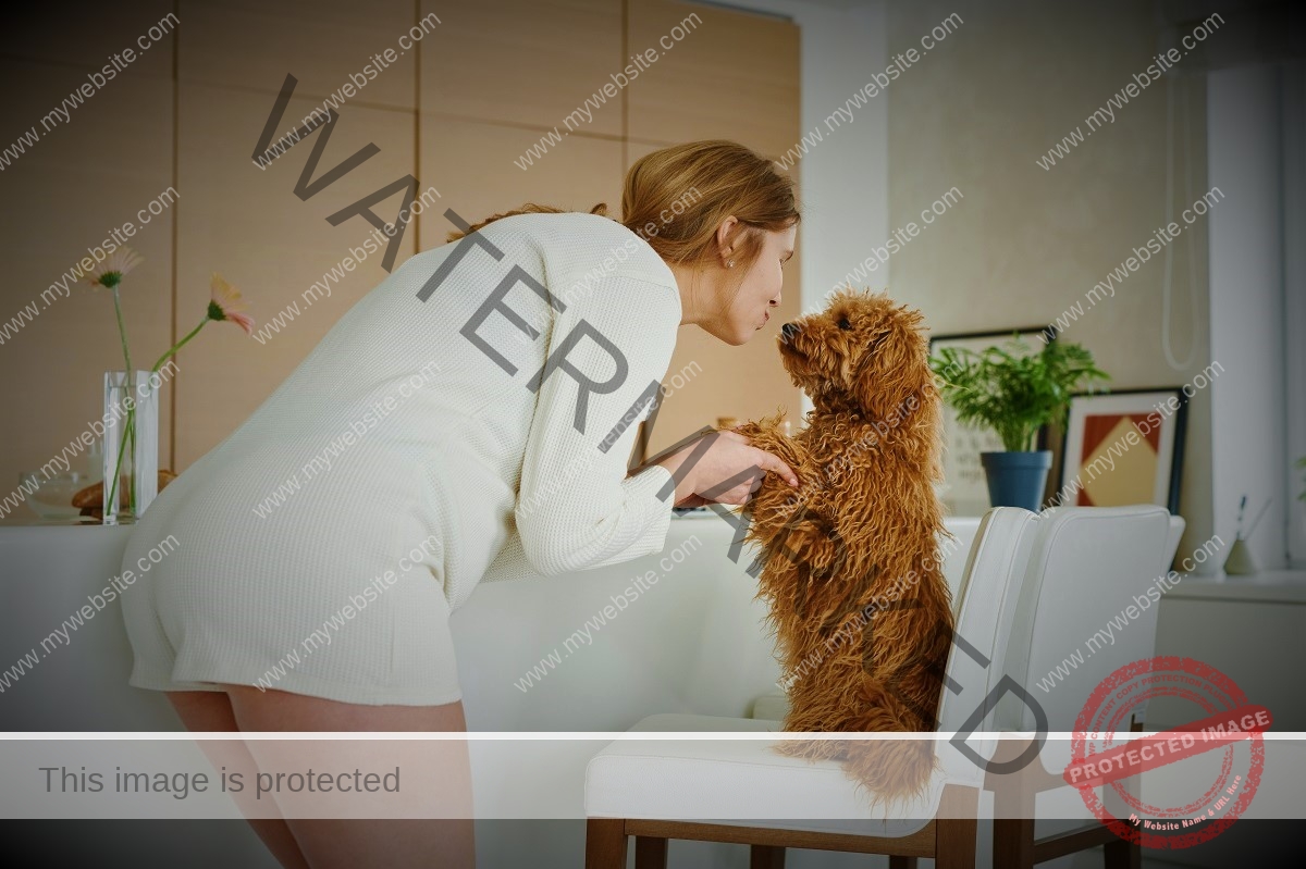 Toy Poodle - Miniature poodle