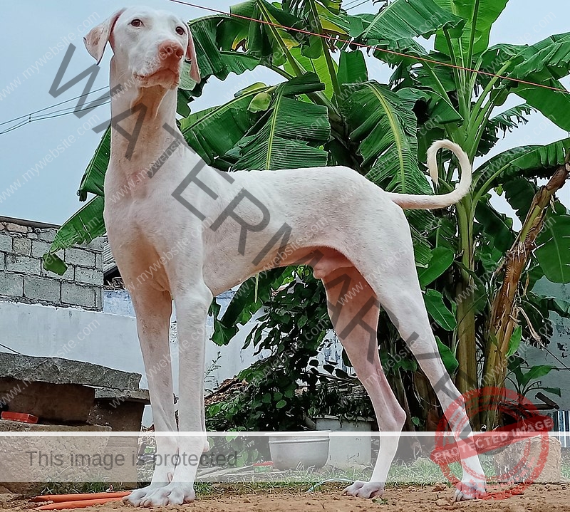 🔵 Rajapalayam dog | Unique dog breeds in India