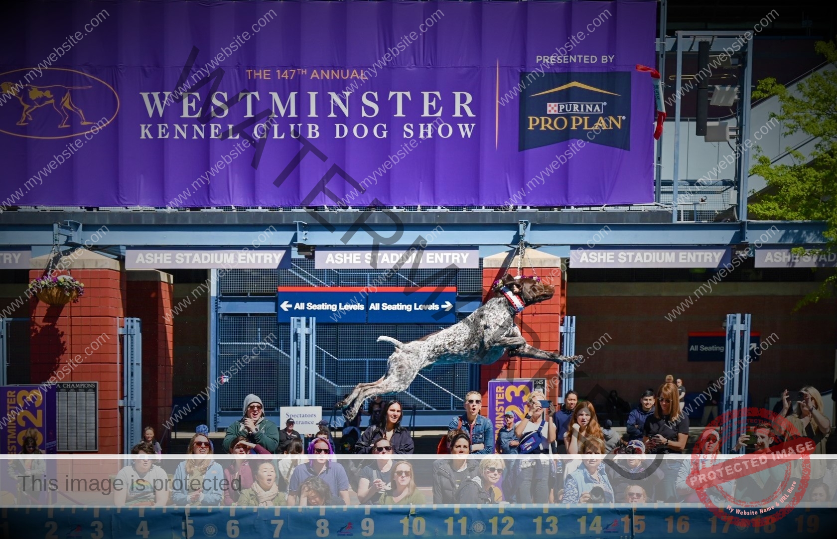 🔵 Westminster Dog Show 2022-The Grand Showcase.