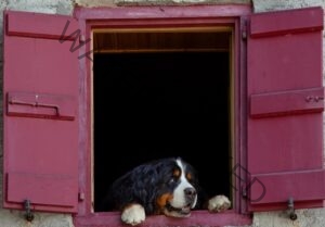 Bernese mountain dog price in India