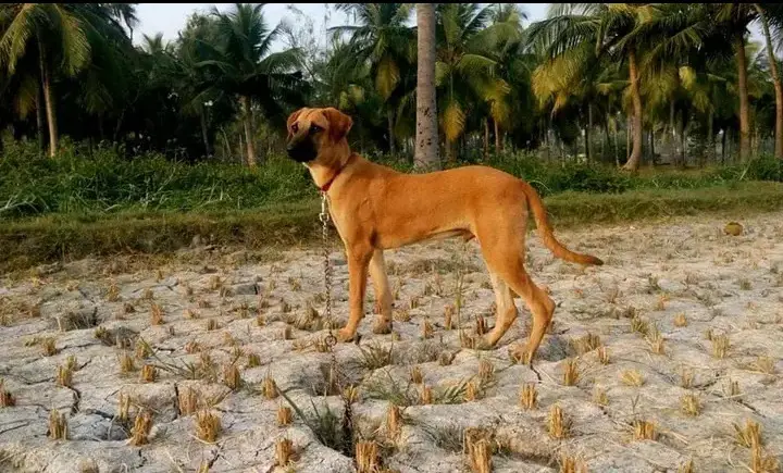 kombai dog puppy, kombai dog price