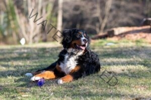 Bernese mountain dog price in India