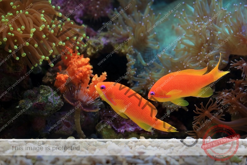 Sri Oscar Aquarium | Aquarium cleaning service