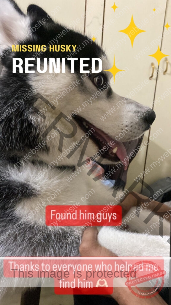 🟢 Missing Husky Dog "Kygo" Reunited in Hyderabad