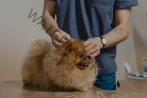 Premium Dog vaccination 