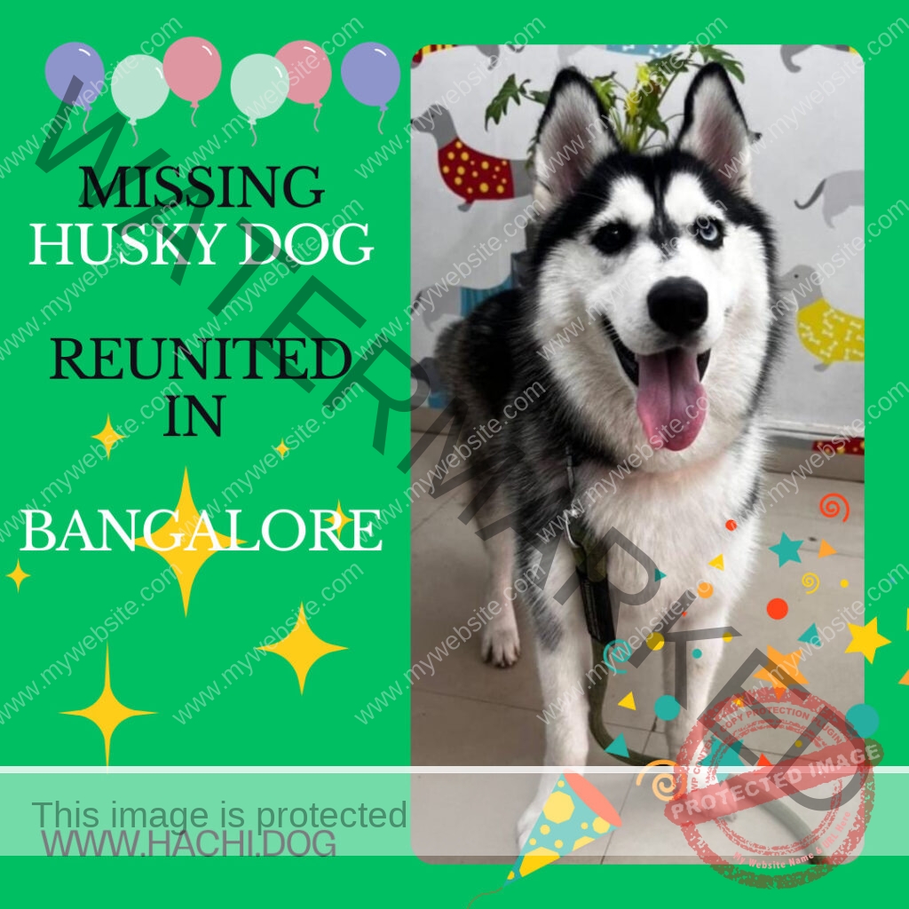 🟢 Incredible Homecoming: Lost Husky Reunites in Bangalore 🐾🏡✨