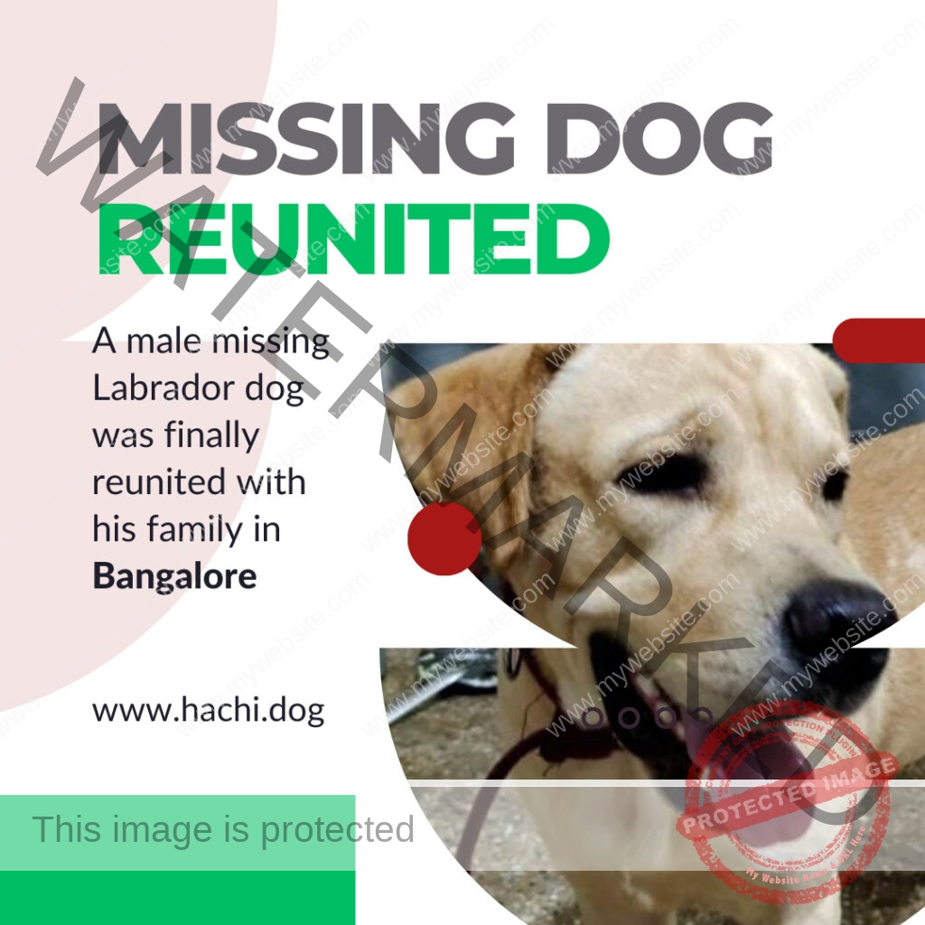 🟢 Lost Labrador Returns ✨ Home to Bangalore🐾🏡