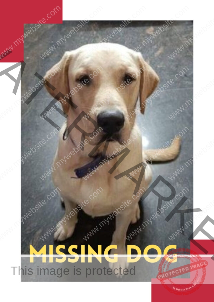 🔴 Tommy, A Labrador Dog Missing in Bangalore.