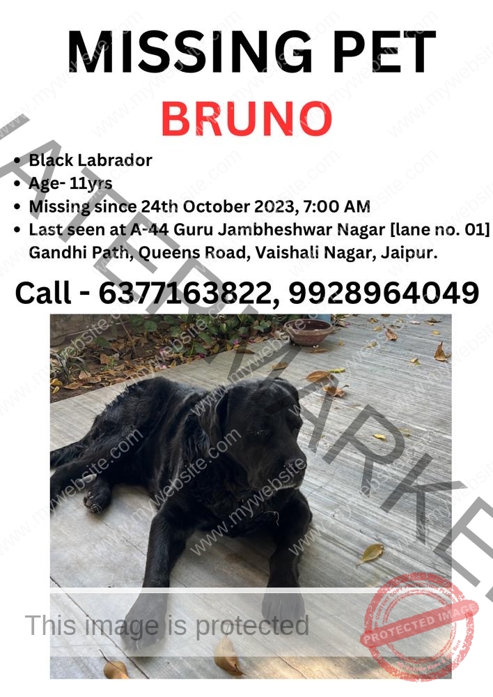 Bruno- Missing Black Labrador in Jaipur