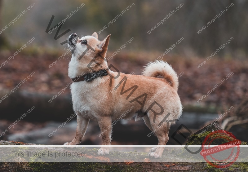 indian spitz dog price