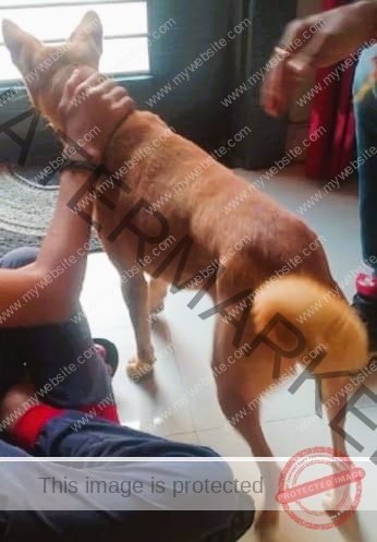 Rudi, Indian female dog Missing in Ujjain.