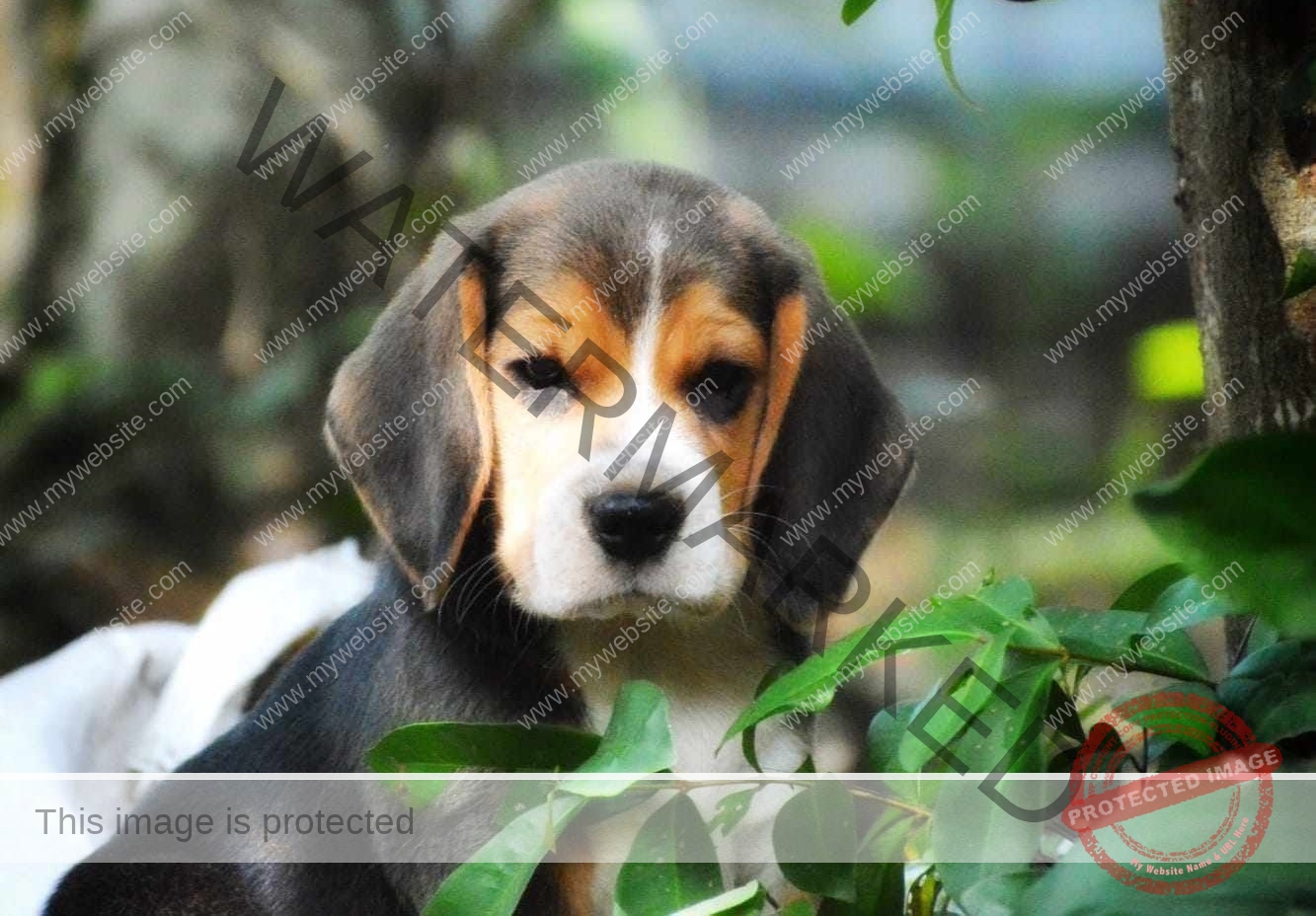 Simba, Missing Beagle dog in Trissur