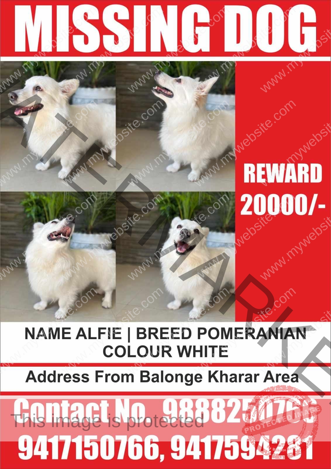 Alfie_ a male pomeranian dog missing in Mohali