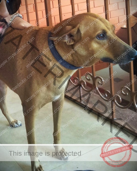 Brownie Missing Indian Dog in Chennai