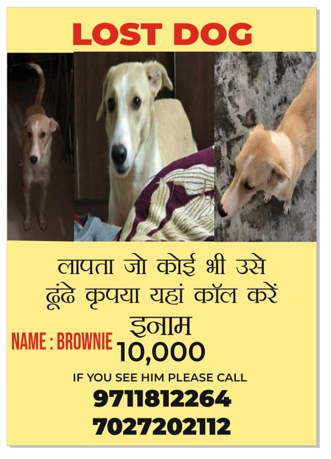 Brownie an Indian female dog missing in New Delhi
