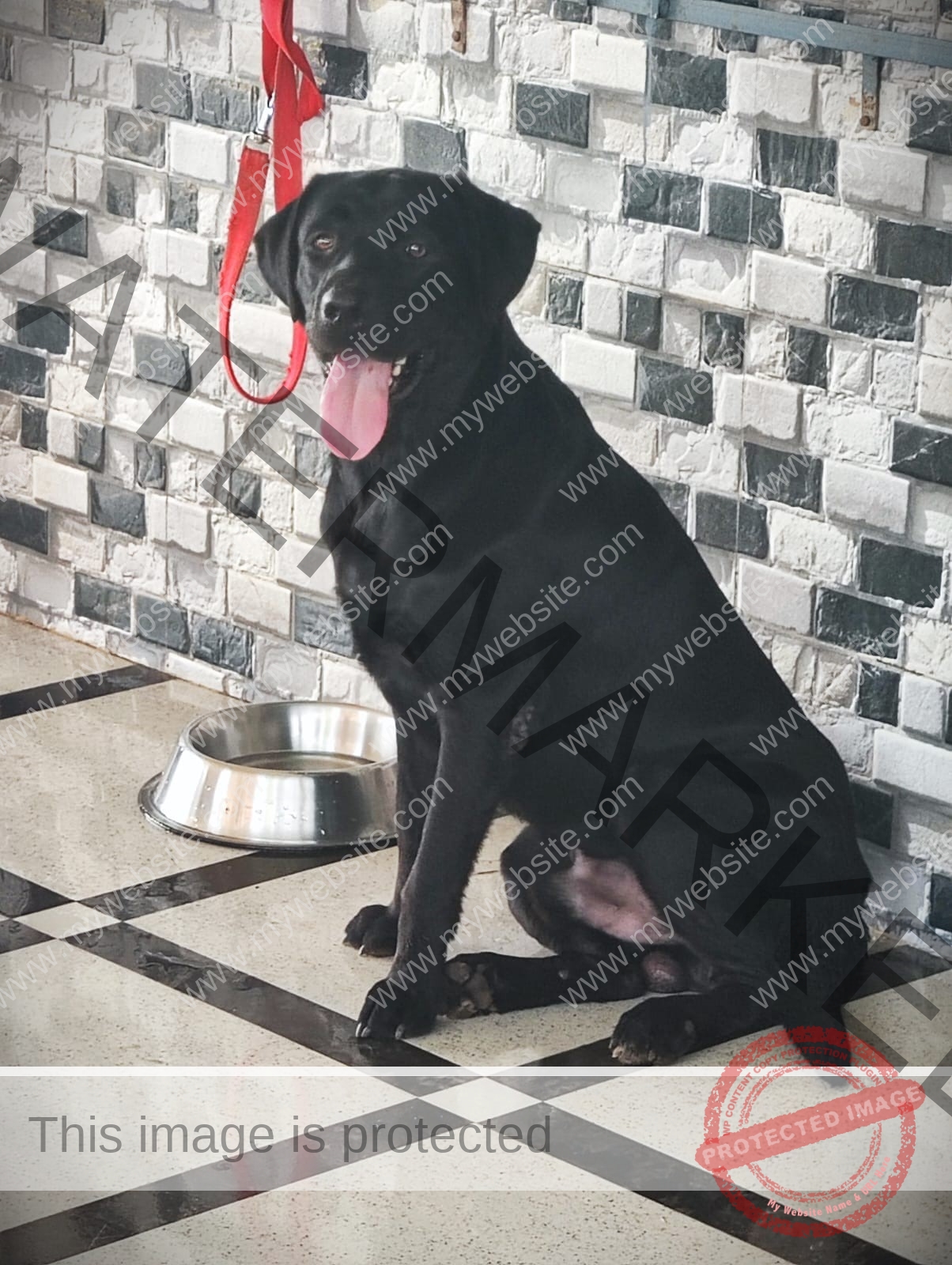 Buddy_male Black labrador dog missimng in Karjat