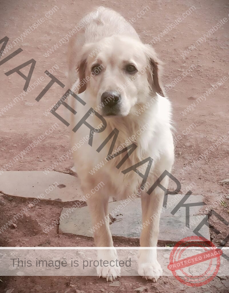 Golden Retriever female dog found in hubli_1