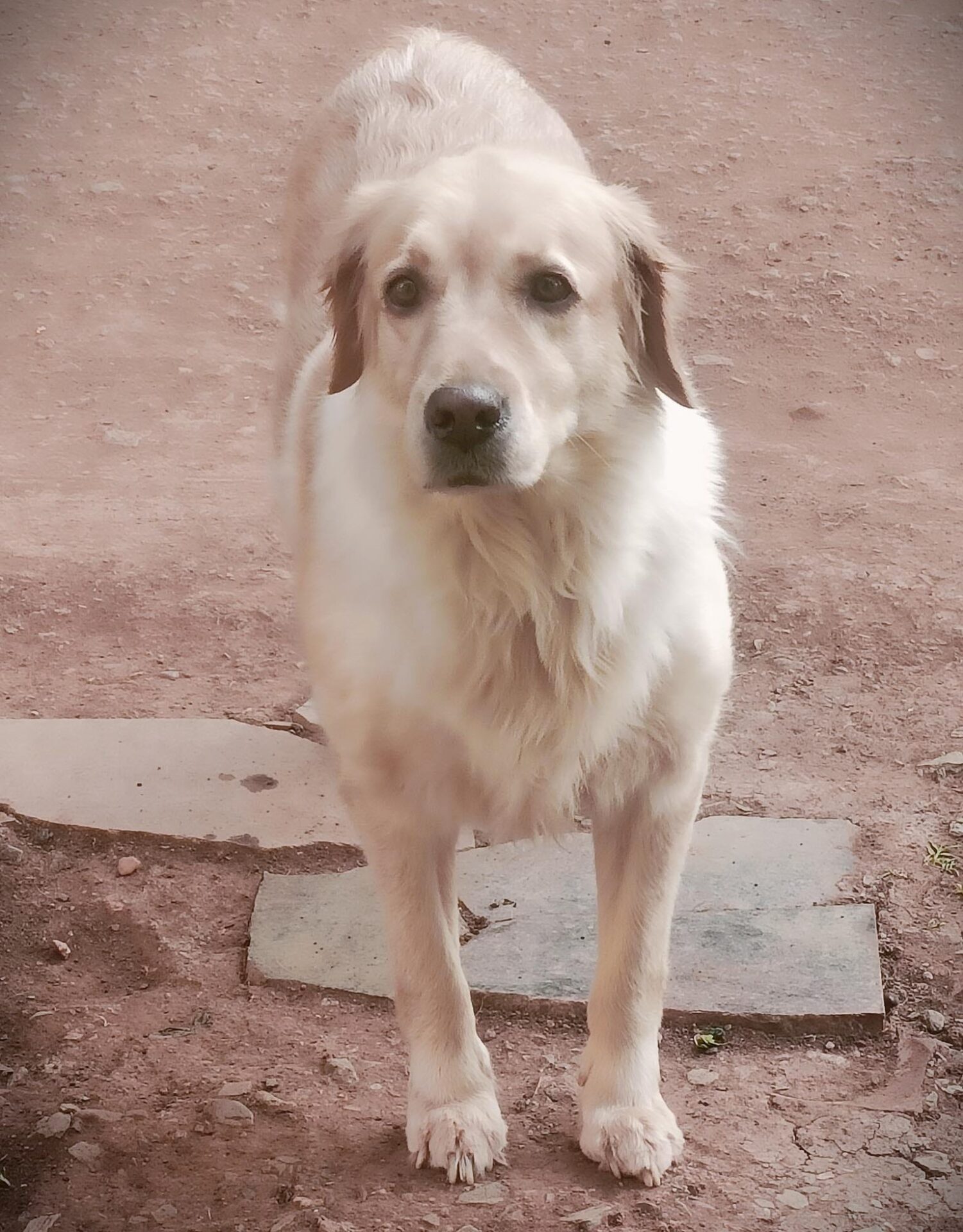 Golden Retriever female dog found in hubli_1
