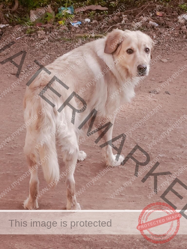 Golden Retriever female dog found in hubli