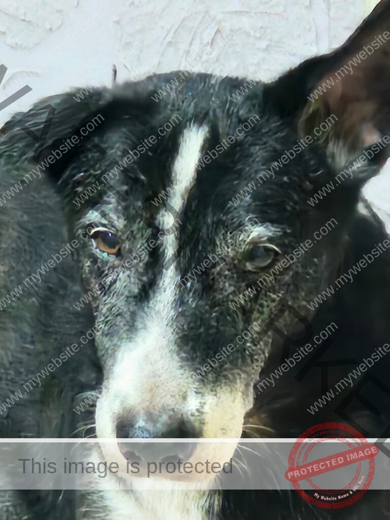 Kallu- An Indian dog missing in New Delhi