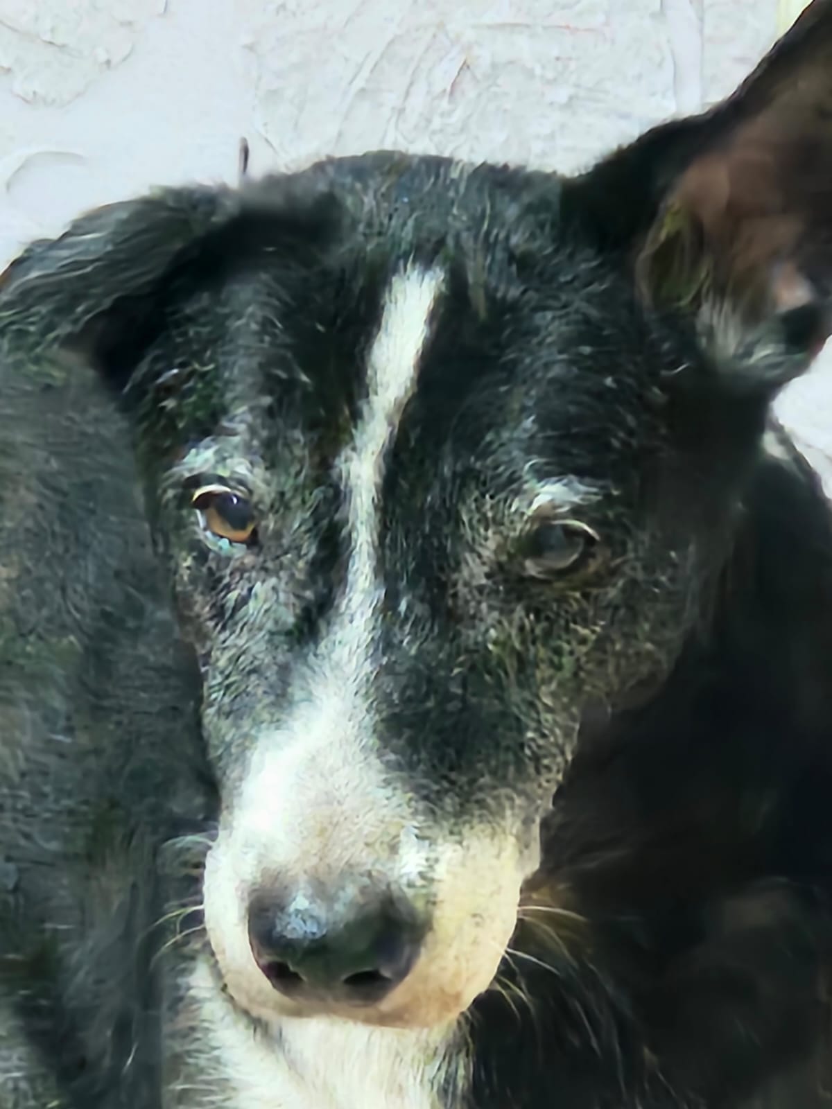 Kallu- An Indian dog missing in New Delhi