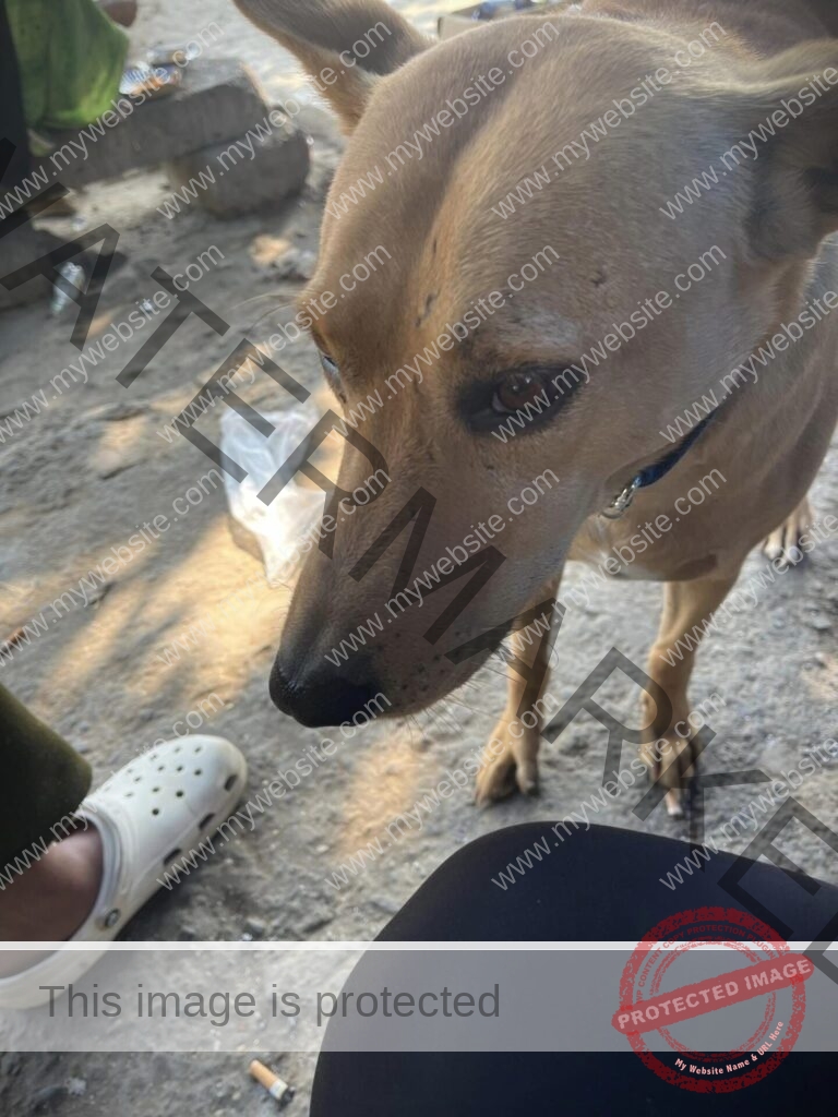 Male Indian dog found in New Delhi