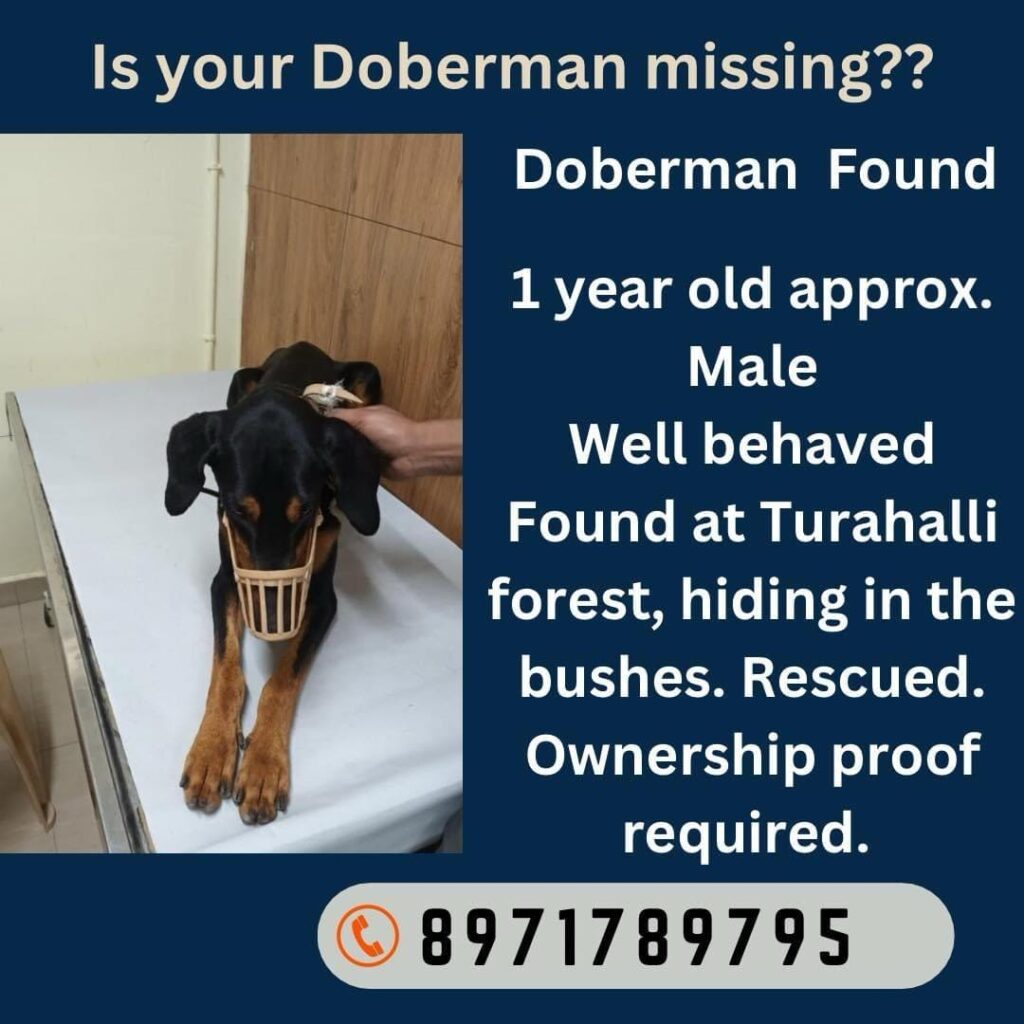 Male doberman dog found in Bangalote