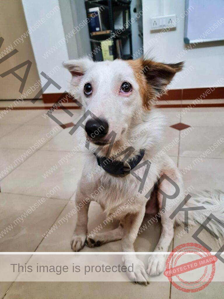 Male dog found in Bangalore