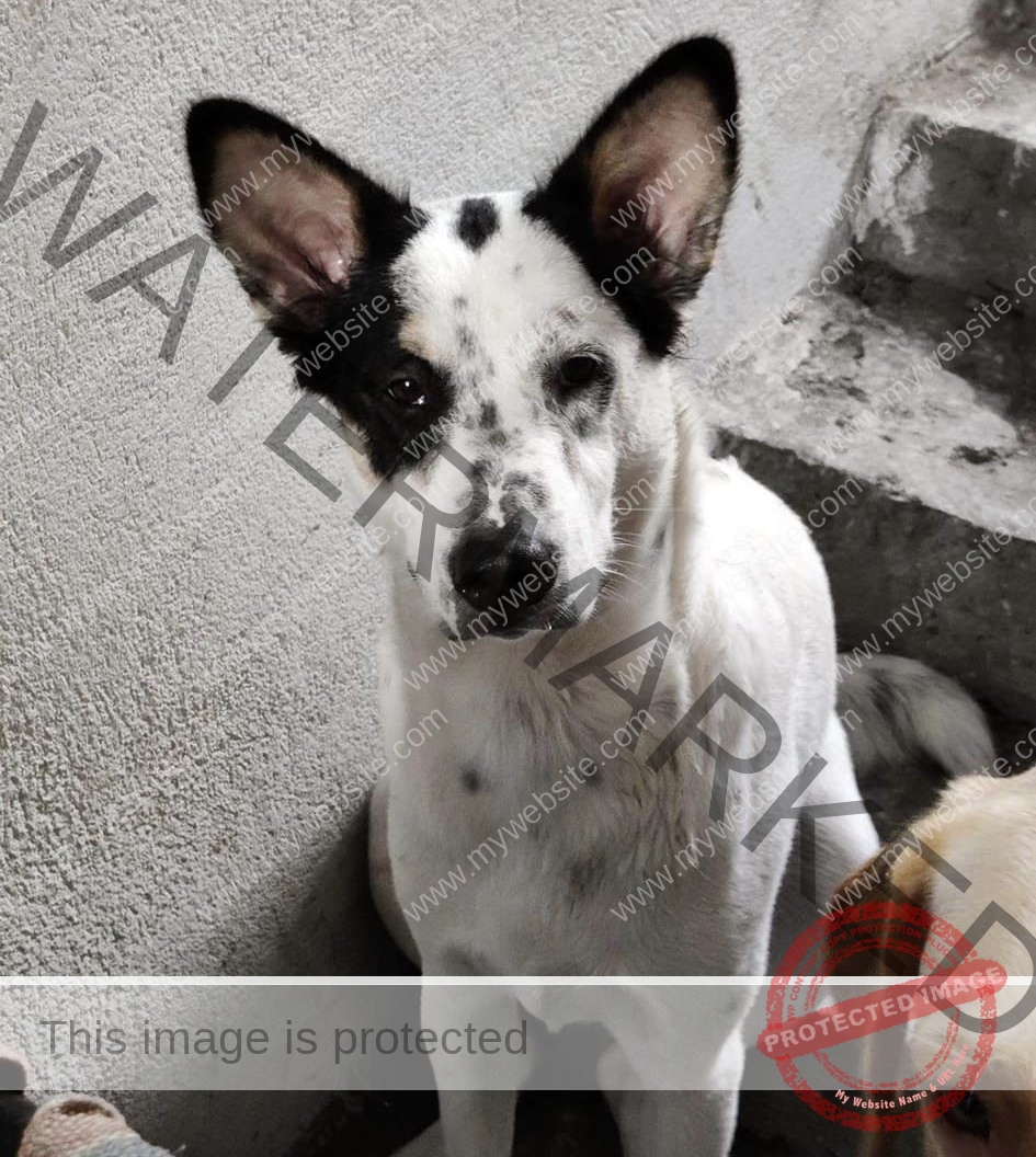 🔴 Meethi, Indian dog missing in Dhanbad