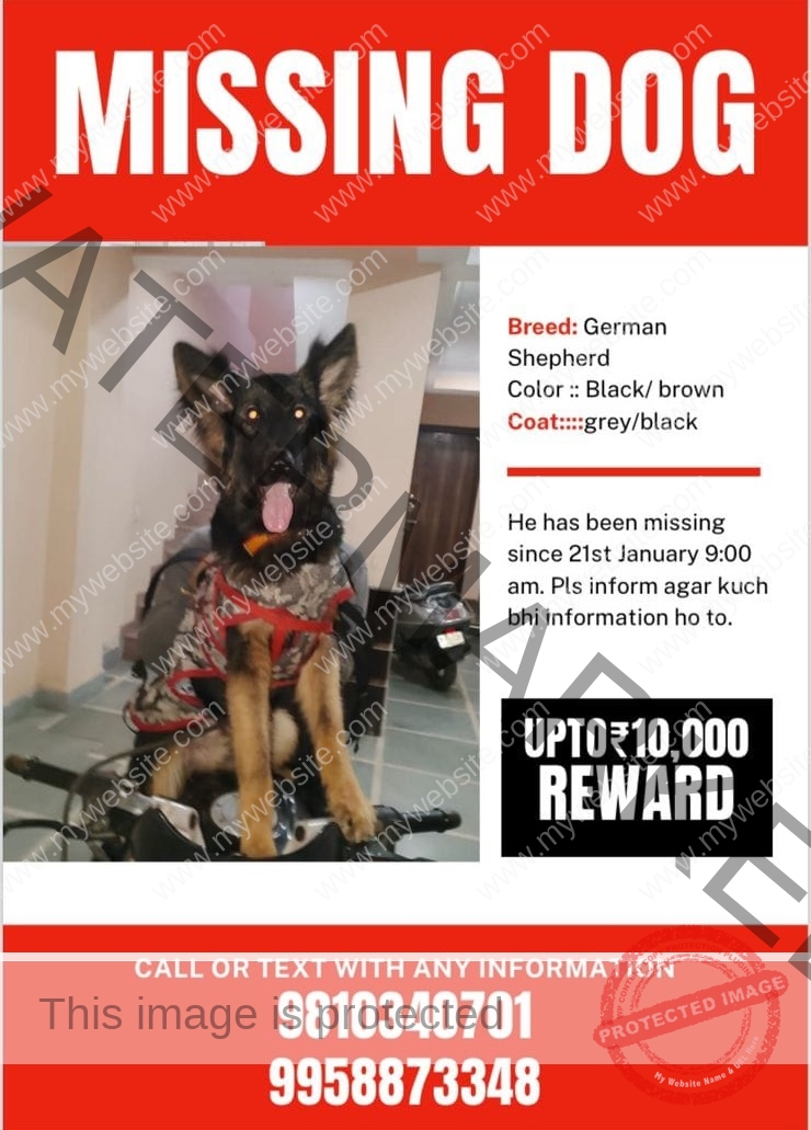 Missing German shepherd Dog in New Delhi _ Oscar