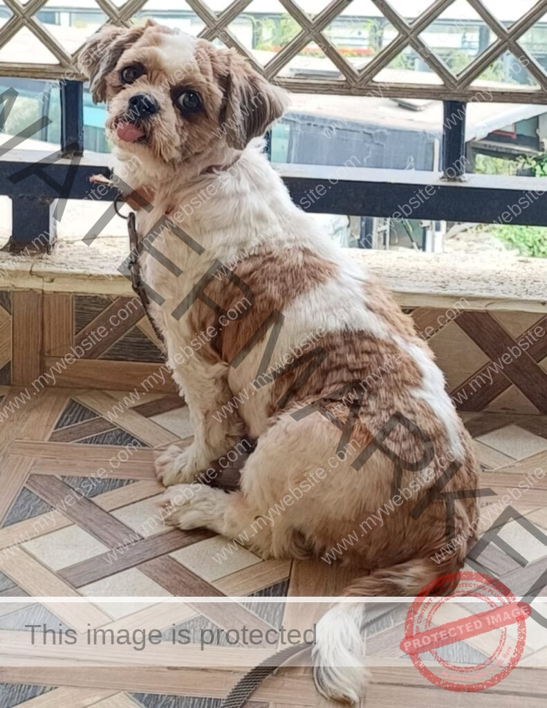 Shiny, a female Shih Tzu dog missing in Bangalore