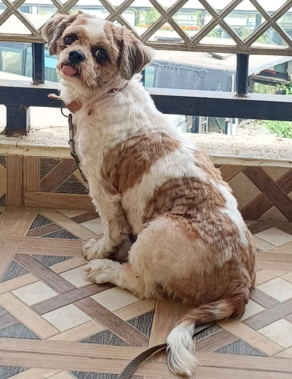 Shiny, a female Shih Tzu dog missing in Bangalore
