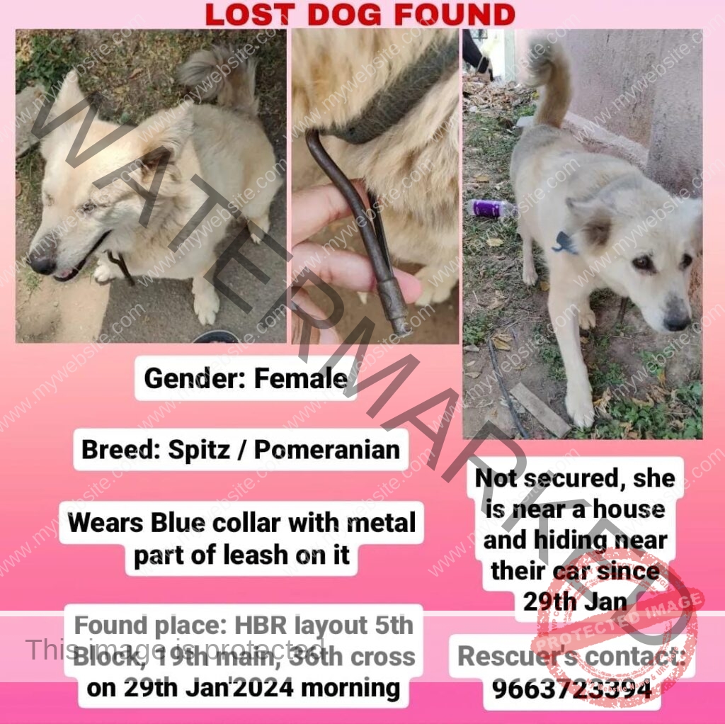 Female Spitz dog found in Bangalore_1