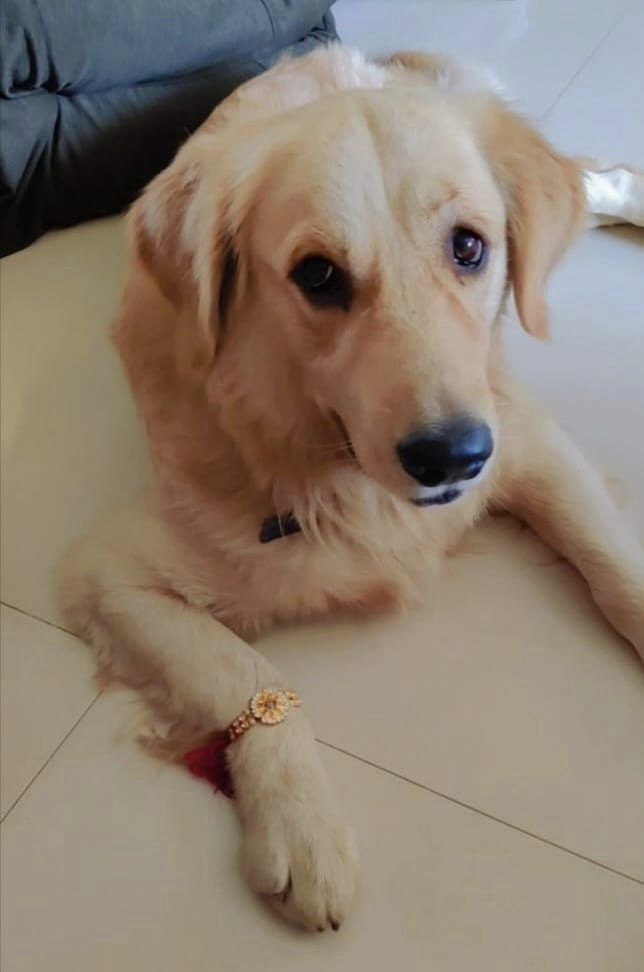 Whisky_A male Golden retriever dog reunited in Aurangabad