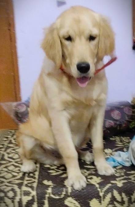 Ary-male-Golden-retriever-dog-missing-in-latur