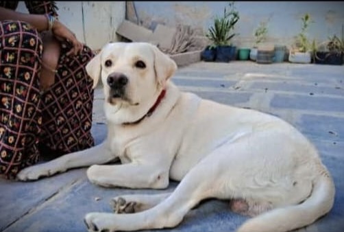 Bittu_male-Labrador-dog-missing-in-Ananatpur