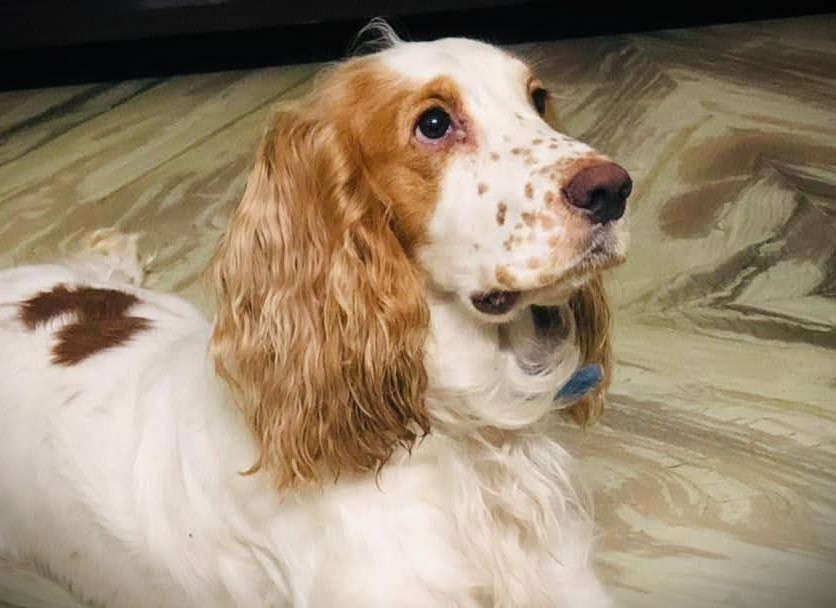 Goofy_Missing-Cocler-spaniel-dog-in-Hyderabad
