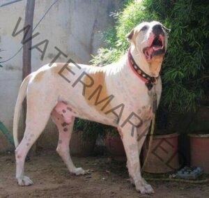 Bully kutta