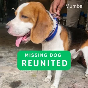 Beagle dog reunited