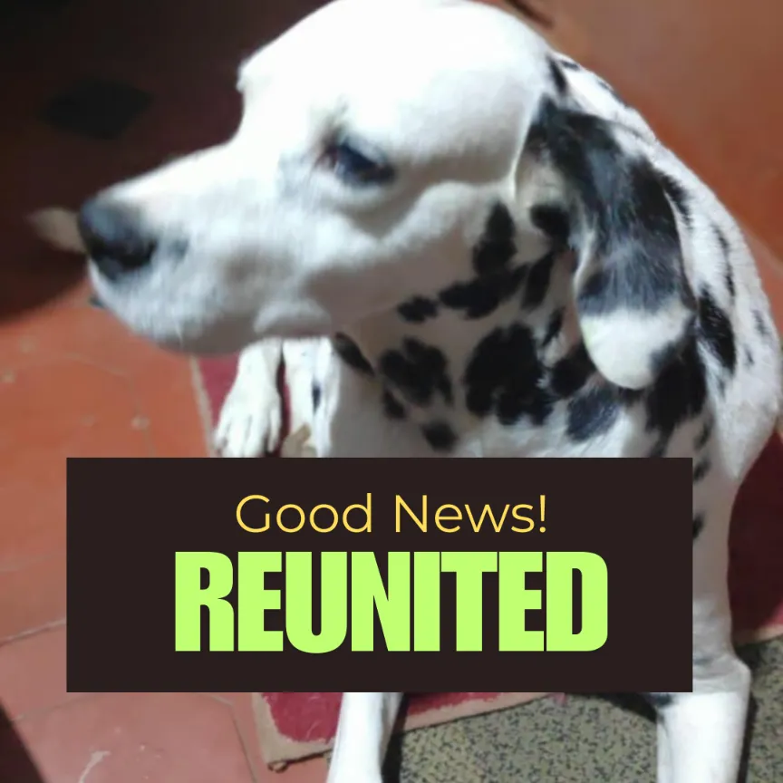 Missing Dalmatian dog Bravo reunited in Bangalore 