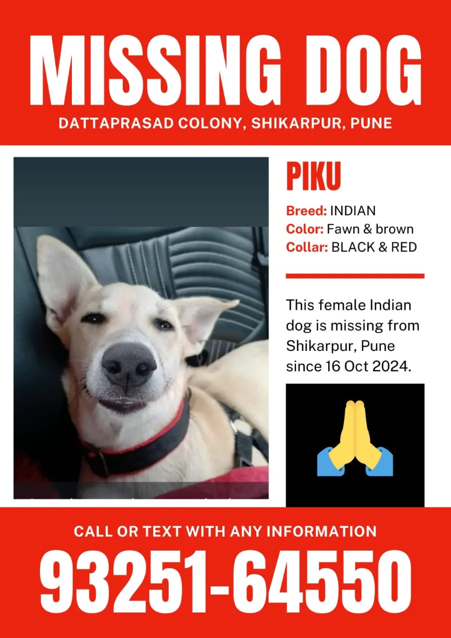 Piku Missing dog in Pune