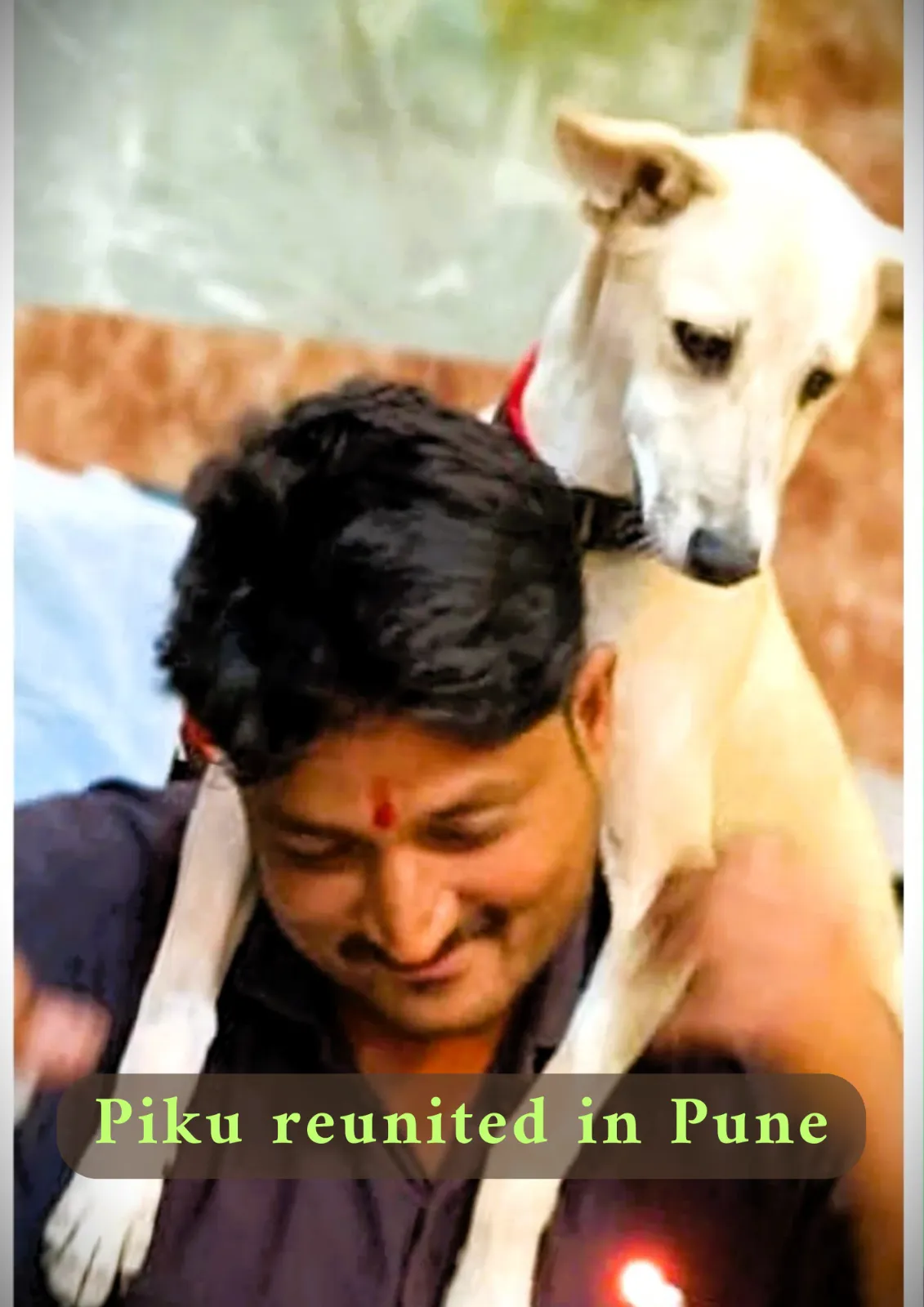 Piku_Missing Dog reunited in Pune