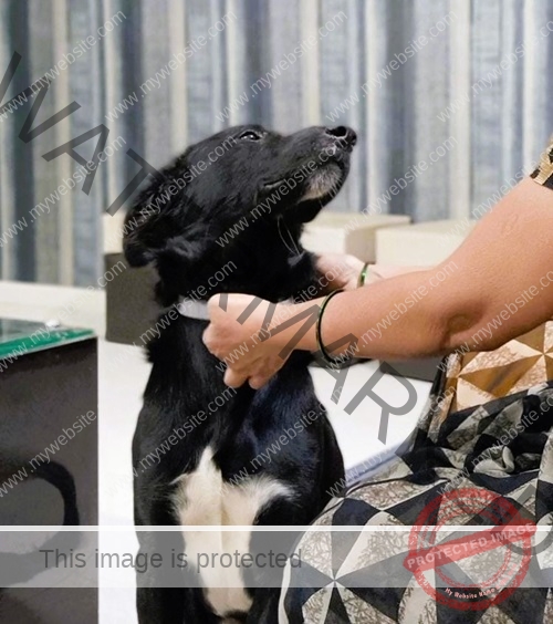 Honey-Indian-dog-reunited-in-Amravati