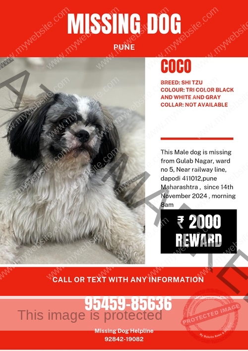 💔 Coco, Missing Shih Tzu dog found dead on Railway Track